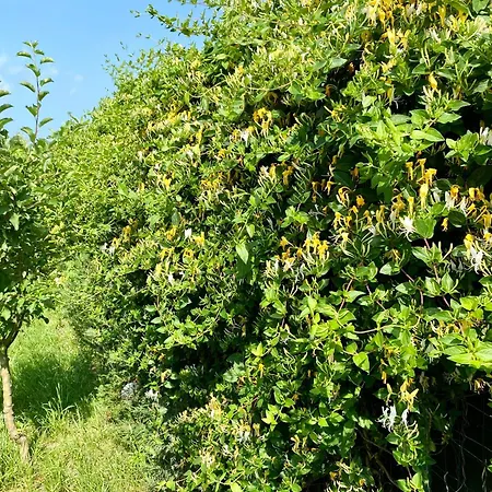 Suveranii 3* Брашов