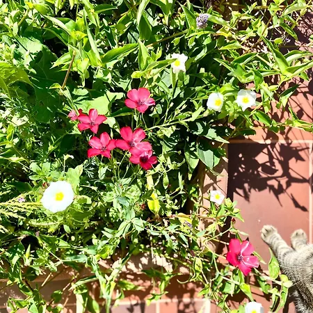 Suveranii Pensjonat 3*