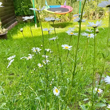 Suveranii 3* Брашов