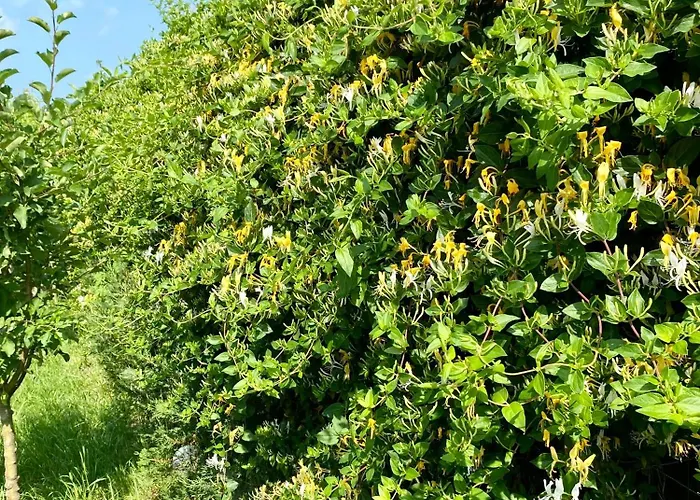 Suveranii 3* Brașov