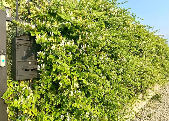 Suveranii Guest house Brasov