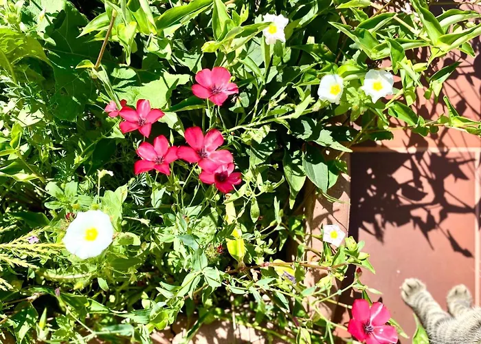 Suveranii Guest house 3*